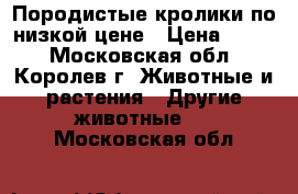 Породистые кролики по низкой цене › Цена ­ 200 - Московская обл., Королев г. Животные и растения » Другие животные   . Московская обл.